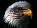 eagle-american-pride.jpg